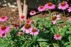 Bird Garden