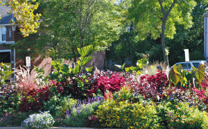 Some of the gardens managed by U City in Bloom