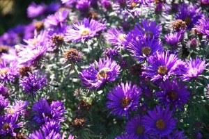 Asters2
