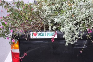 Off to the compost