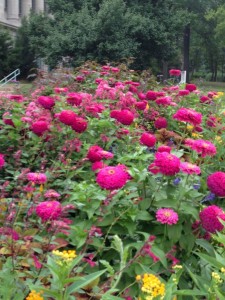 Zinnias