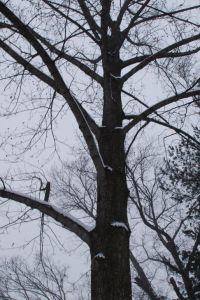 winter tree