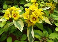 Lysimachia Walkabout Sunset