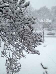 Snowy magnolia