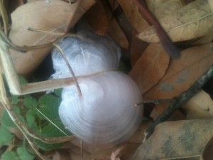 Frost flowers 2