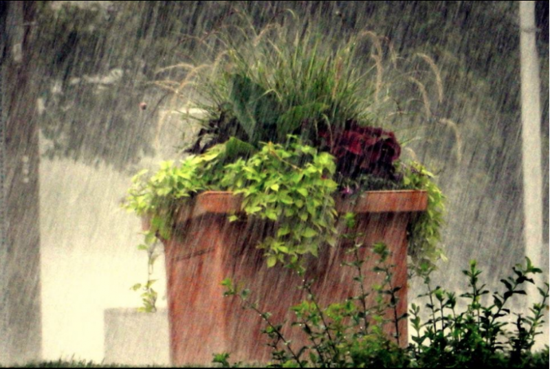 Olive Blvd Planter in the rain