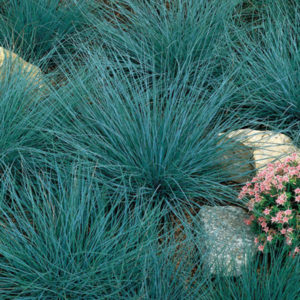 Carex Blue Zinger