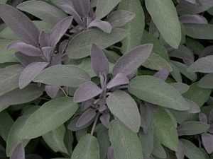 Salvia