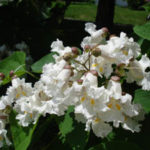 Northern Catalpa flowers - trumpet-shaped, white with yellow stripes and purple spots