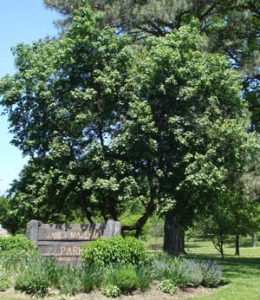 Hedge maple tree
