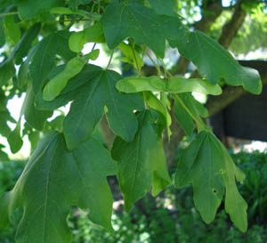 Hedge maple leaves