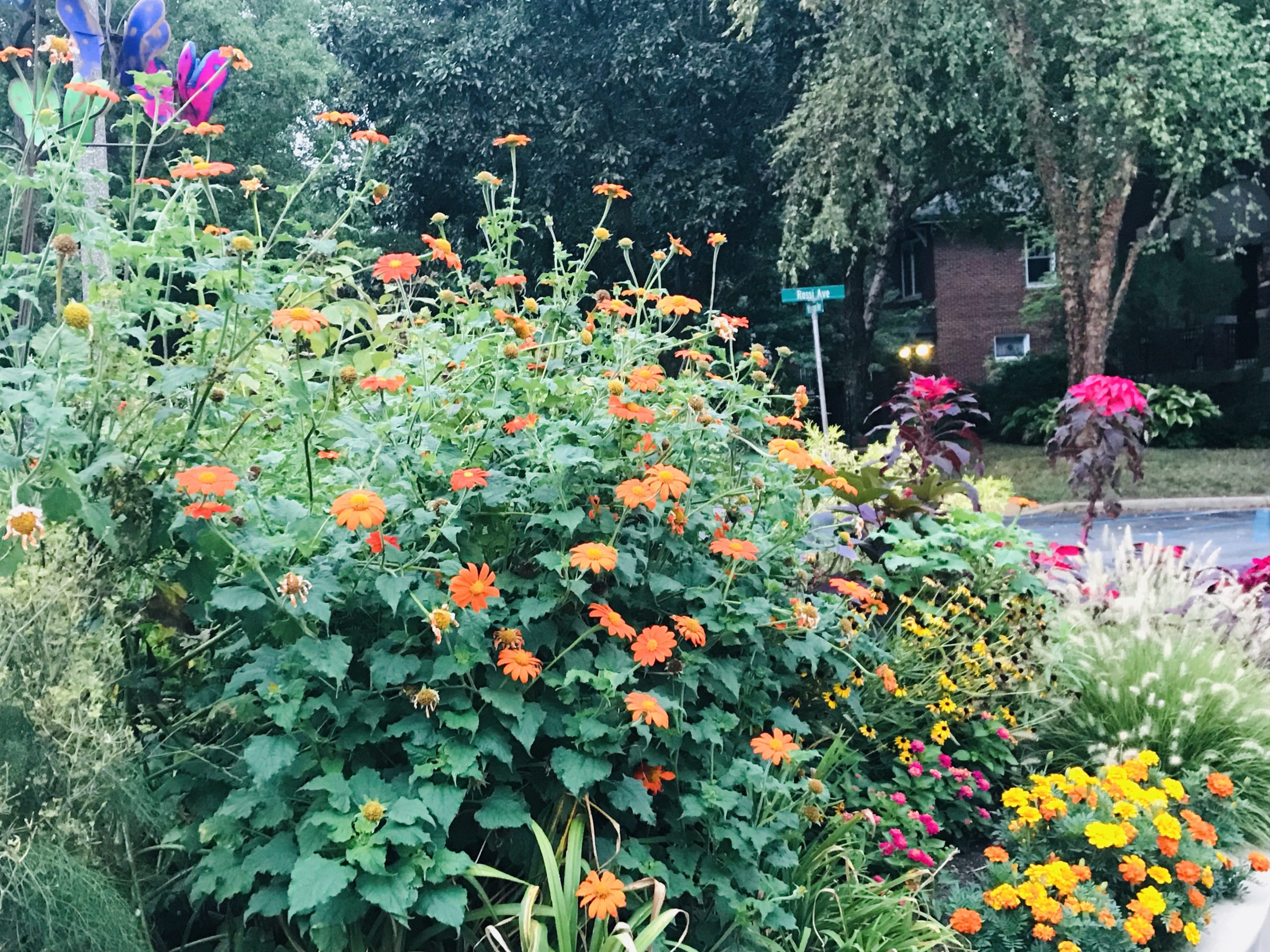 Annual Garden Design