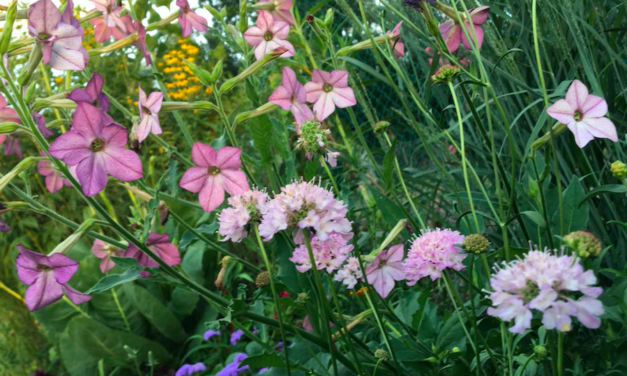 Start planning your garden now!