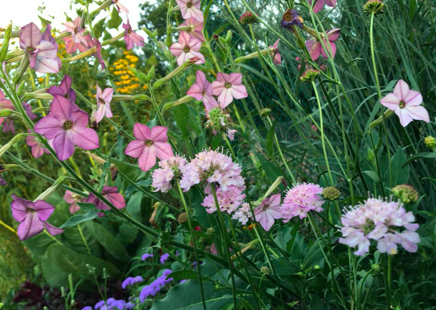 Start planning your garden now!