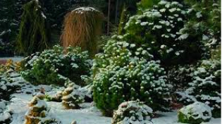 Winter interest Getting joy from plants year-round