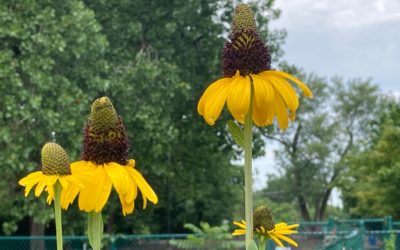Ode to the Giant Coneflower