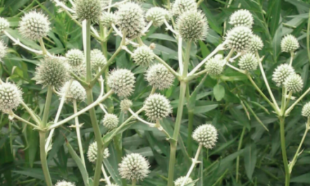 Don’t be a Square — Use Round Flowers!