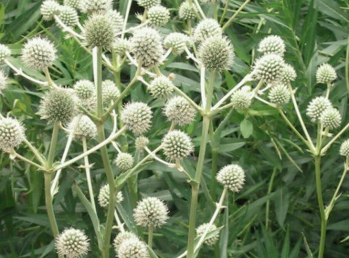 Don’t be a Square — Use Round Flowers!