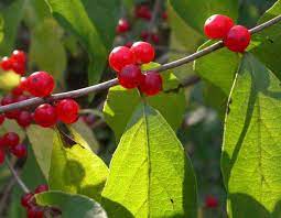 Bush honeysuckle Invasives