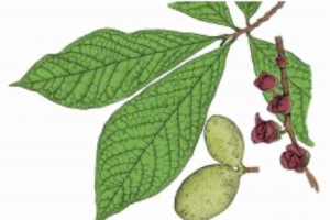 Missouri Department of Conservation drawing of a pawpaw