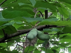 Bananas for Missouri’s Native Fruit Tree, the Pawpaw