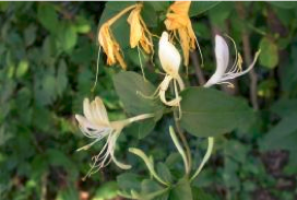 The other honeysuckle