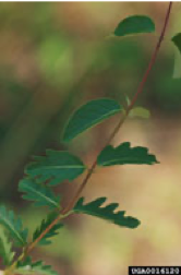 Japanese Honeysuckle Leaves