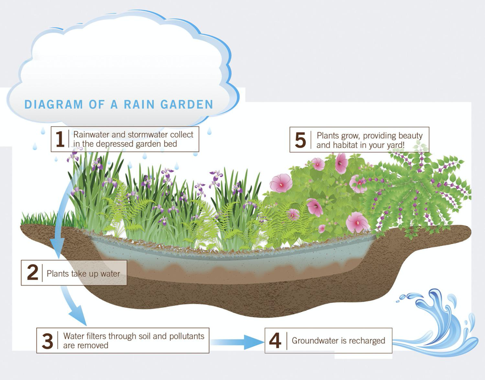 Rain Garden Diagram