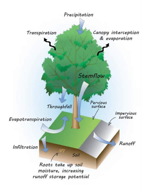 Diagram of how trees help manage rainwater
