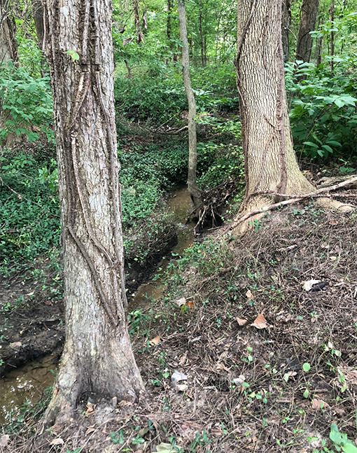 Trees absorbing water & helping to maintain the edges of a stream bank in Ruth Park Woods.