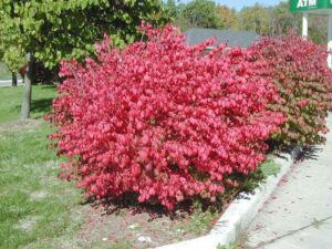 Burning bush