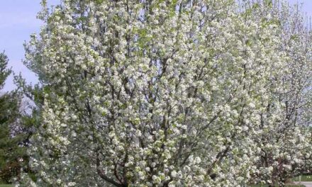 BILL FILED IN MO LEGISLATURE BANNING SALE OF INVASIVE PLANTS
