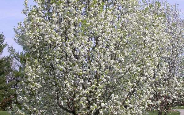 BILL FILED IN MO LEGISLATURE BANNING SALE OF INVASIVE PLANTS
