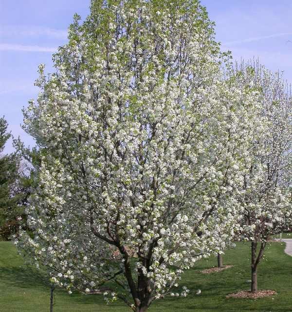 BILL FILED IN MO LEGISLATURE BANNING SALE OF INVASIVE PLANTS