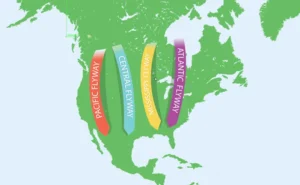 Map of migratory flyways in North America showing the Mississippi Flyway