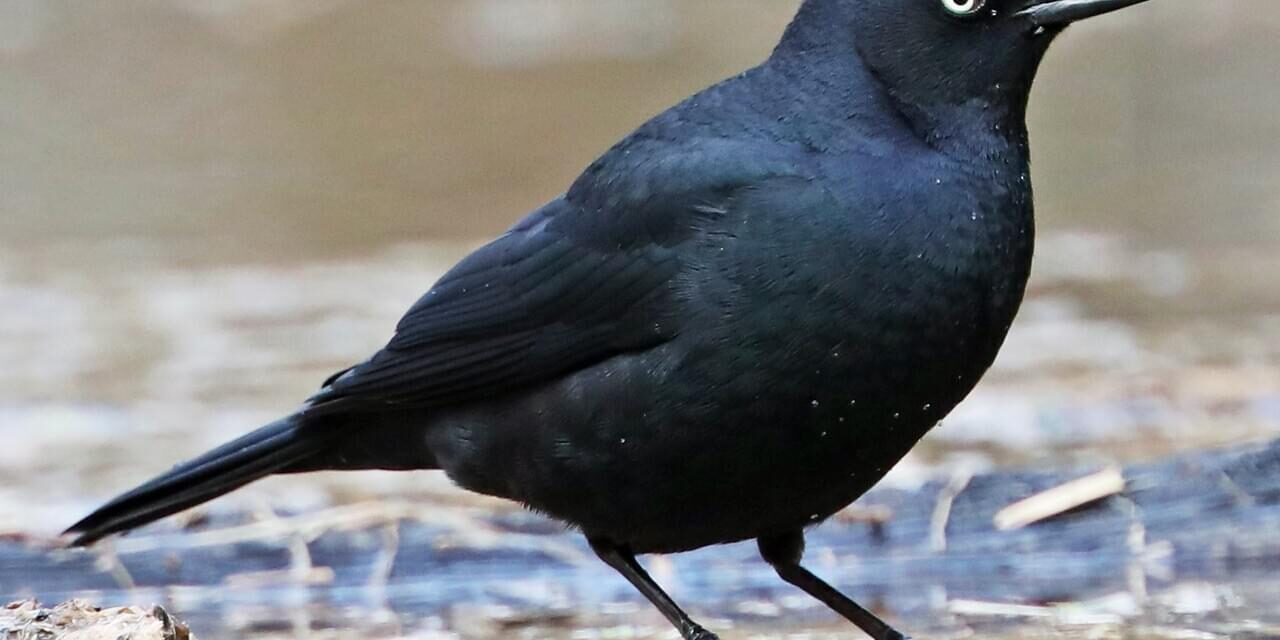 THE SOUNDS OF SPRING IN RUTH PARK WOODS