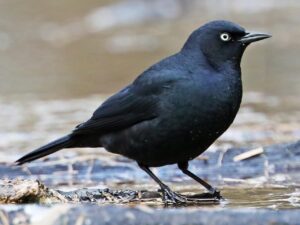 Rusty blackbird