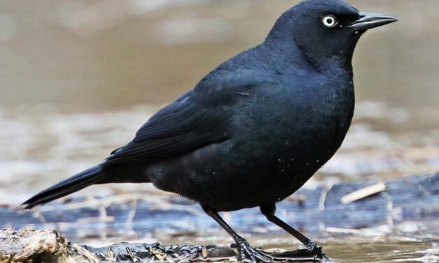 THE SOUNDS OF SPRING IN RUTH PARK WOODS