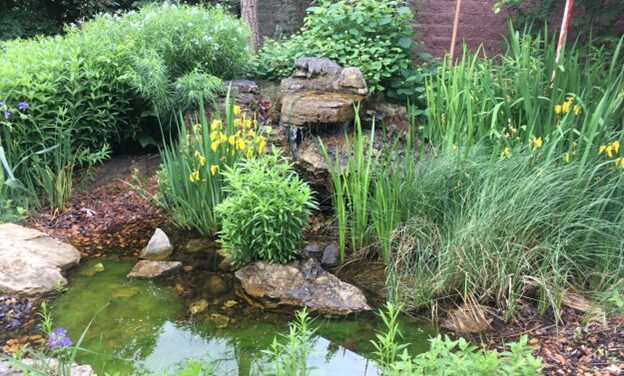 Bird Garden News