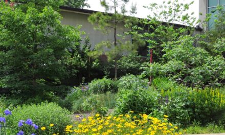 Visit the Bird Garden to Explore Native Plants