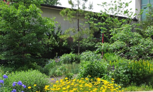 Visit the Bird Garden to Explore Native Plants