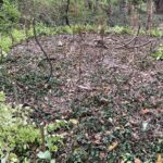 CREATE A DEAD HEDGE, WATCH IT FILL WITH LIFE