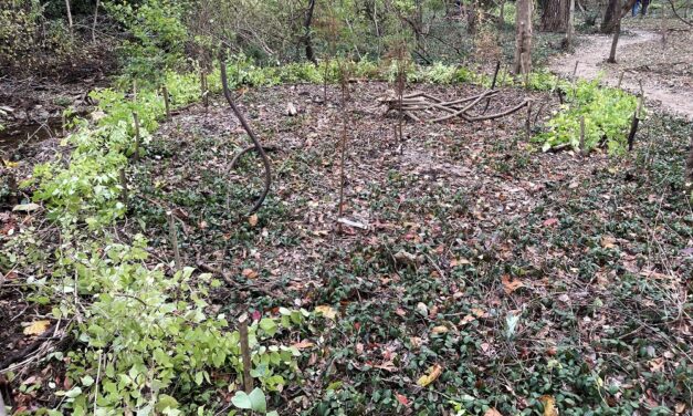 CREATE A DEAD HEDGE, WATCH IT FILL WITH LIFE