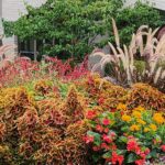 Celebrating 40 years of U City in Bloom !!